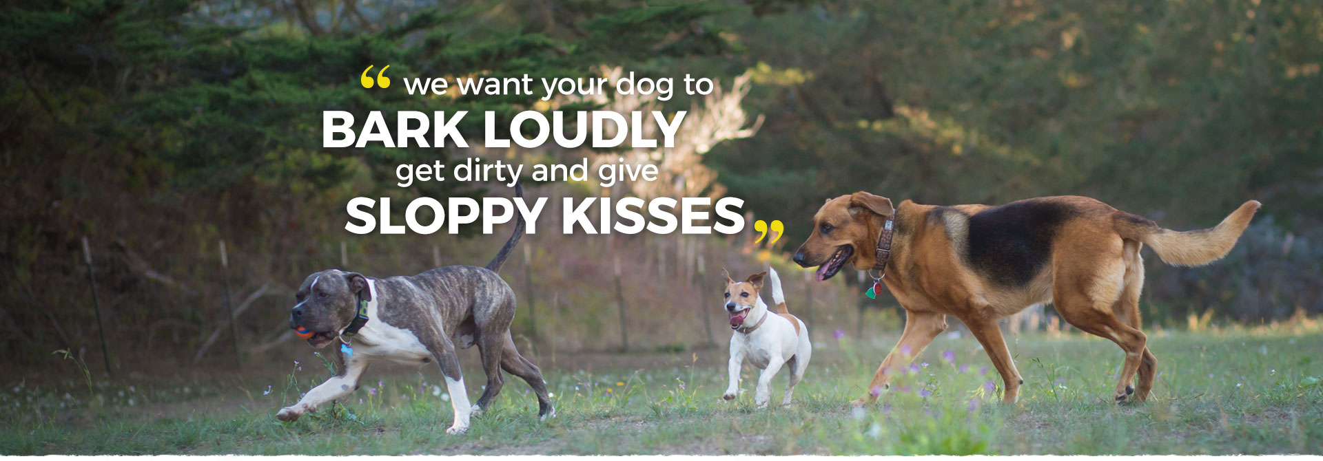 Not every dog walker in san francisco can give your dog the ability to run off leash and free.