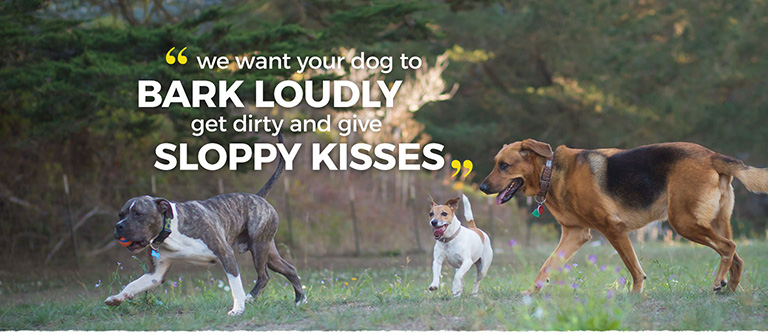 Not every dog walker in san francisco can give your dog the ability to run off leash and free.