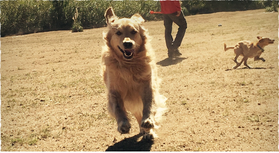 We are the san francisco pet camp your dog will want to visit every day