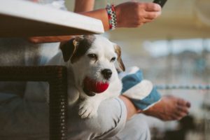 dog biting toy