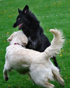 dogs play biting each other