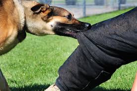 dog aggression biting