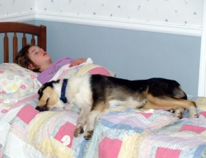 dog sleeping in bed dominance