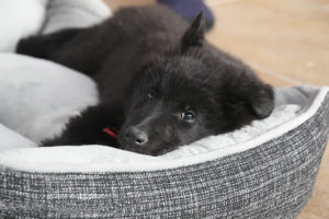 dog sleeping in bed separation anxiety