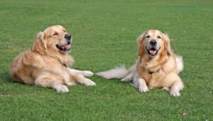 golden retriever shedding