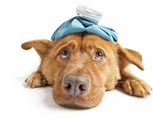 diagnosing sick dog