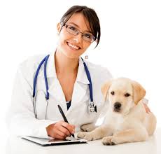 dog insurance reviews