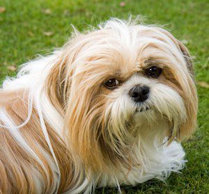 shih tzu grooming