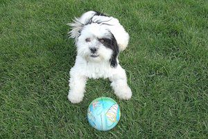 shih tzu history