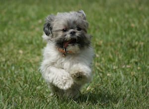 shih tzu temperament outgoing