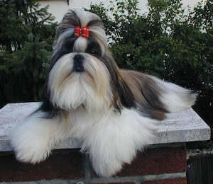 shih tzu hairstyles