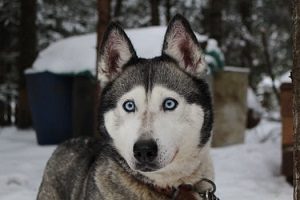 husky facts for kid