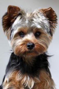 yorkie puppy