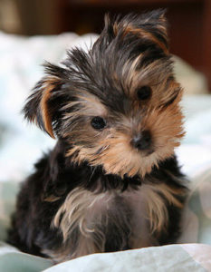 yorkie teacup