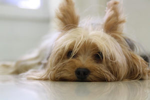 yorkshire terrier temperament intelligent