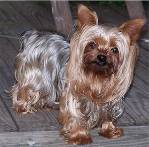 yorkie purse dog