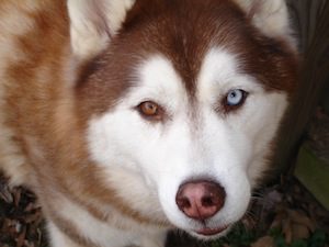 siberian husky temperment outgoing