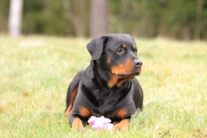 Are rottweilers good with kids