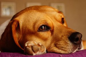 puppy beagles