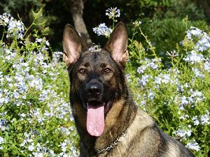 German shepherd facts