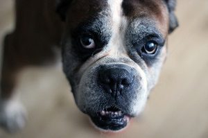 senior dog health problems