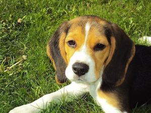 Tricolor Beagle lying on the grass and looking toward the camera.