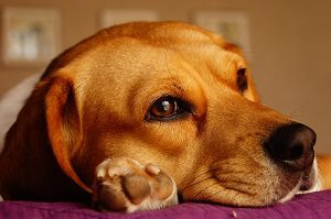 Beagle resting its head beside its front paw on a cushion.