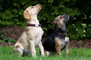 Two puppies sitting on the grass and looking upward attentively.