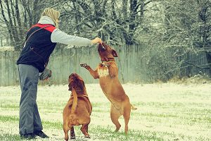 Person holding a reward above two dogs, with one sitting and the other balancing on its hind legs.