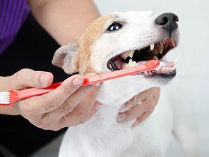 Person brushing a small dog’s teeth with a red toothbrush.