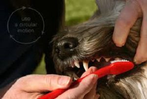 Person lifting a dog’s lip while brushing its teeth with a red toothbrush.