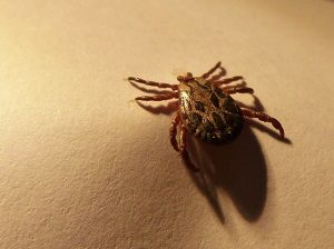 LymeDisease-1-300x224-1.jpg