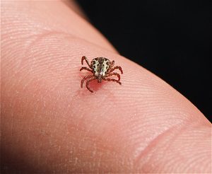 Tiny tick crawling on a person’s fingertip.