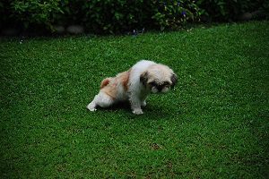 Small puppy squatting on a grassy lawn.