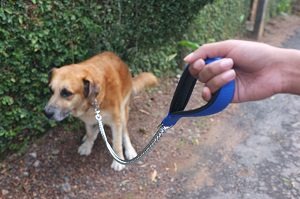 Small brown dog standing on a leash beside a garden path.