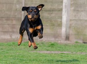 Rottweiler running across a grassy yard.