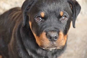 Close-up of a Rottweiler puppy looking toward the camera.
