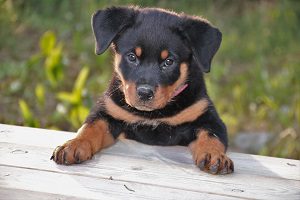 Rottweiler puppy resting its front paws on a white wooden ledge.