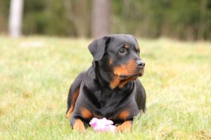 Rottweiler lying on the grass beside a pink toy.
