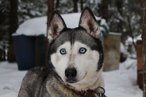 Blue-eyed Siberian Husky standing outdoors in the snow.