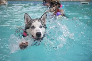 Siberian Husky swimming in a pool with a pink ball in its mouth.