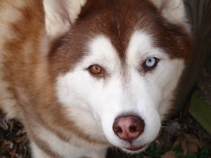 Close-up of a red-and-white Siberian Husky with one brown eye and one blue eye.