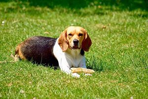 Tricolor Beagle lying in a sunny grassy field.