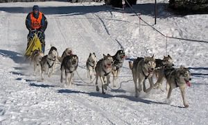 Team of sled dogs pulling a musher across a snowy trail.